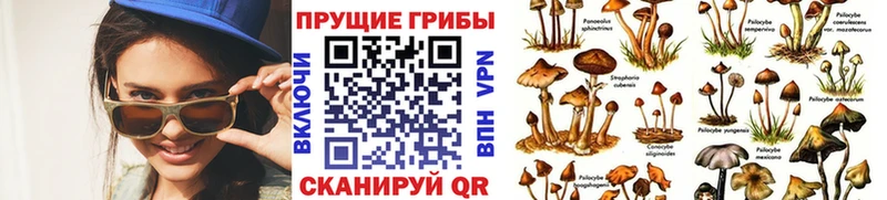 где можно купить   Жиздра  Галлюциногенные грибы мухоморы 